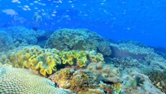 雙颱加上白化衝擊 墾丁珊瑚繁殖不佳 | 文章內置圖片