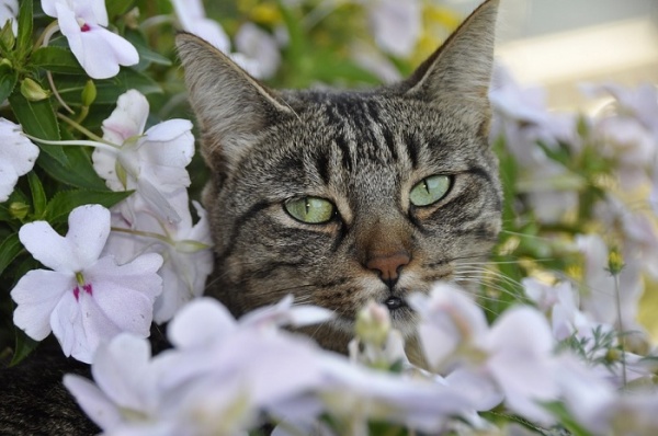 貓咪最害怕季節 竟是適合戀愛的春天 | 文章內置圖片