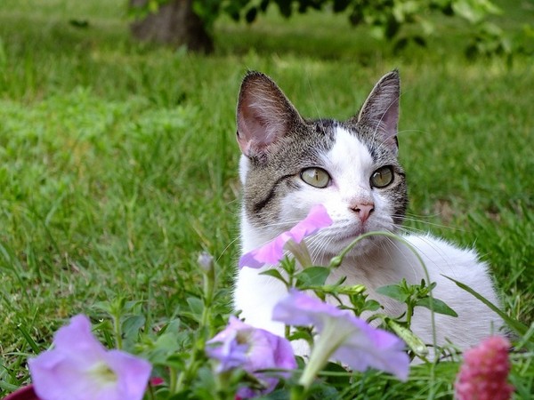 猫咪最害怕季节 竟是适合恋爱的春天