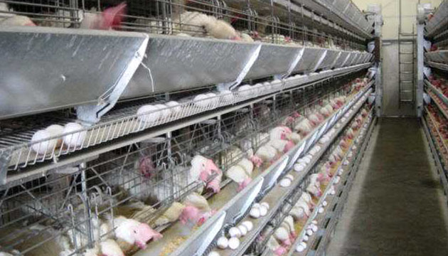 農委會將就飼料加強戴奧辛檢測 確保畜禽產品安全