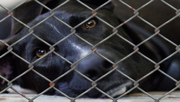 愛犬聯盟成立動物守護者團隊 落實動保修法 | 文章內置圖片