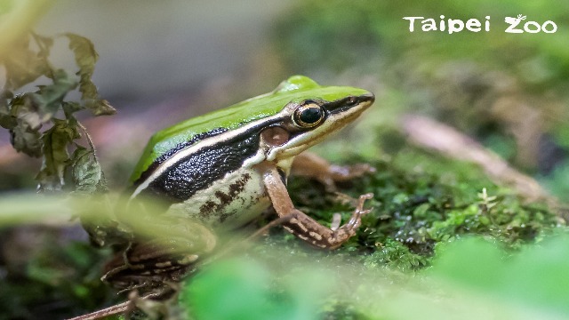 北市動物園響應拯救瀕危青蛙日 舉辦臺北赤蛙傳奇活動