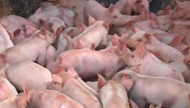 農委會穩健推動豬隻友善生產