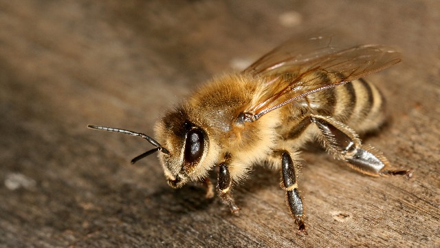 叢林殺手巴西大黃蜂毒 為癌症藥物有新突破