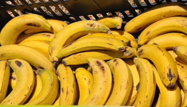 全聯包下6,000噸香蕉 蕉農不必擔心盛產期來臨