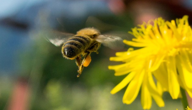 尼古丁藥物危害蜜蜂 蜂蜜價格飆漲
