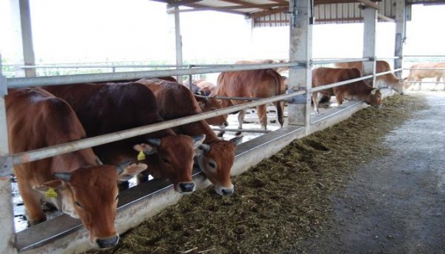 澳洲安格斯肉牛来台 提升国产肉牛价值 | 文章内置图片