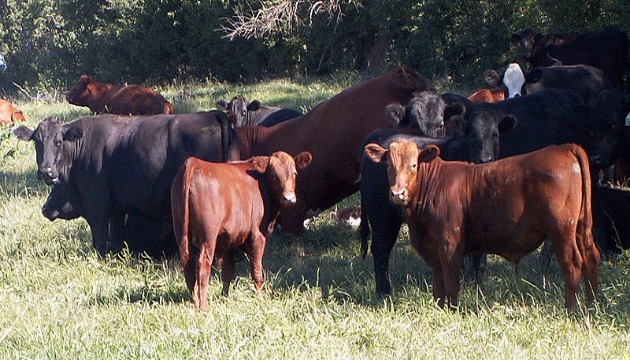 澳洲安格斯肉牛来台 提升国产肉牛价值