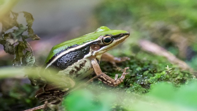 北市動物園保育繁殖進展推動 臺北赤蛙紛紛順產