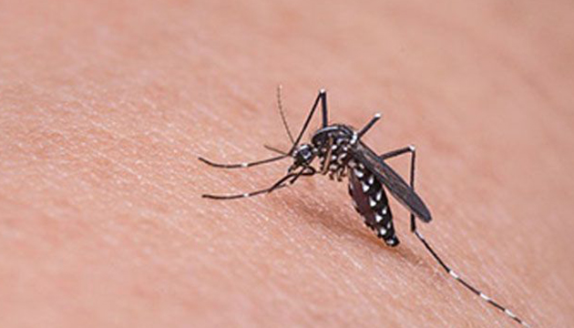 疾管署提升印度茲卡病毒旅遊疫情建議至第一級注意（Watch） | 文章內置圖片