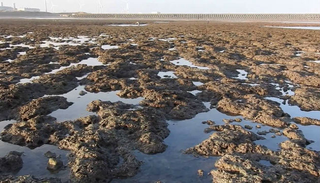 大潭藻礁發現保育珊瑚　打臉學者「生物多樣性不多」