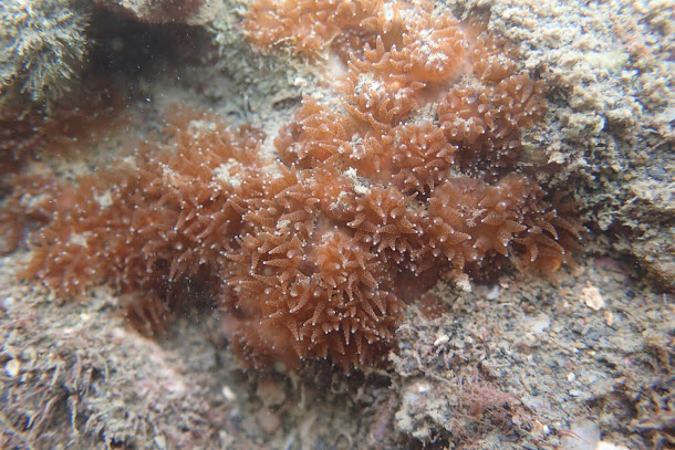 大潭藻礁發現保育珊瑚　打臉學者「生物多樣性不多」 | 文章內置圖片