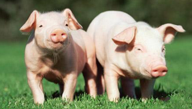 台糖打造全臺首座養豬的生態循環園區 將落腳屏東東海豐