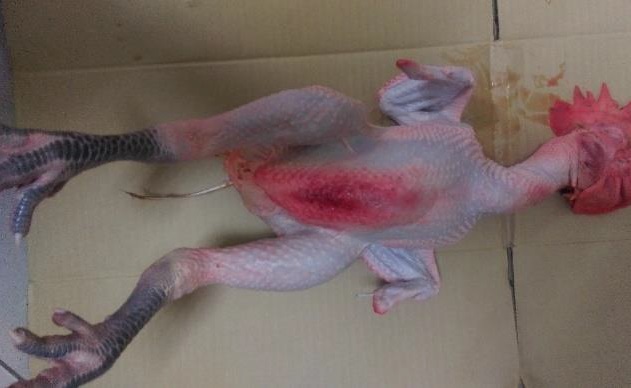 圍堵禽流感! 北市家禽批發銷毀屠體 | 文章內置圖片
