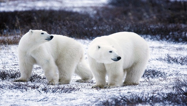 記錄北極熊 挺挺動物生活節支持尊重生命