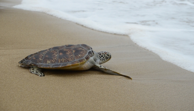 綠蠵龜迷途太平島 海巡立即救援野放