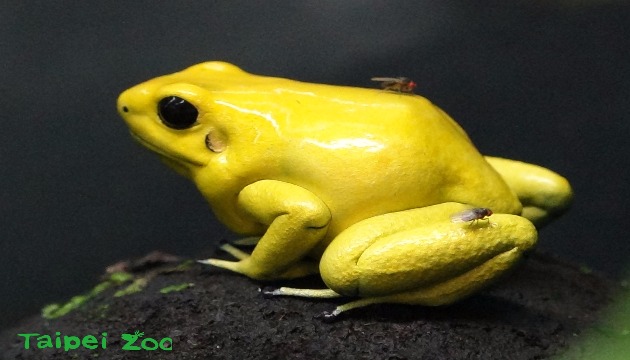 金色箭毒蛙產卵 出現首隻成功變態的小蛙
