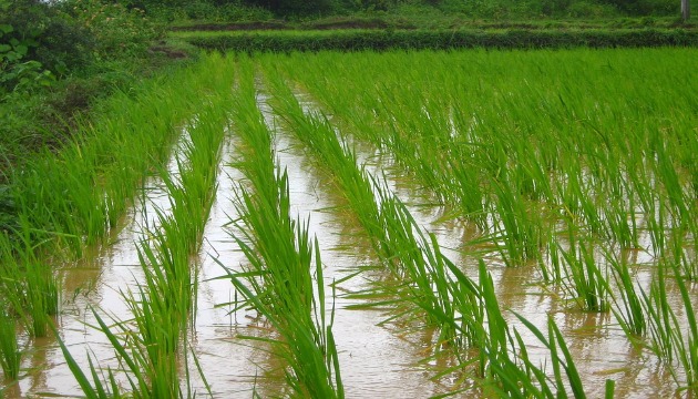 水稻區域收穫農作物保險商品 歡迎農民投保