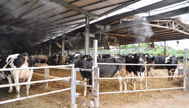 參訪楊梅常青種牛場 推動畜牧業