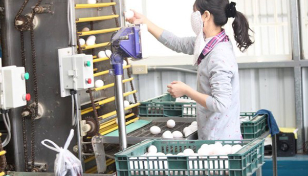 食品藥物管理署公布「生鮮蛋品洗選作業指引」供參考