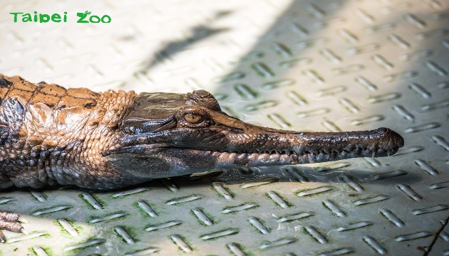 害羞馬來長吻鱷  搬遷至亞洲熱帶雨林區