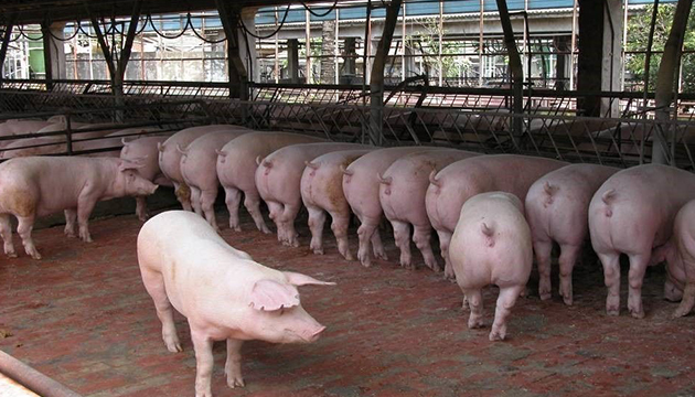 台糖屏東畜殖場用水充足，豬隻健康安全無虞