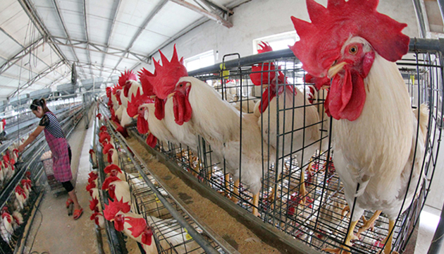 H5N6禽流感逾3個月無案例 正式向世界衛生組織（OIE）通報結案