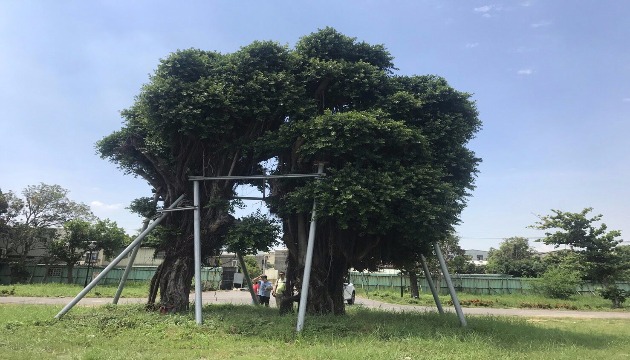 夫妻樹因颱風傾倒 移至清水區綠地養護