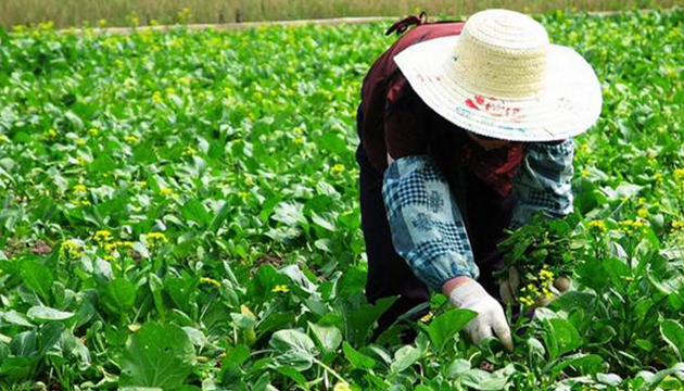 行政院通过有机农业促进法草案 专法确保有机农业永续发展