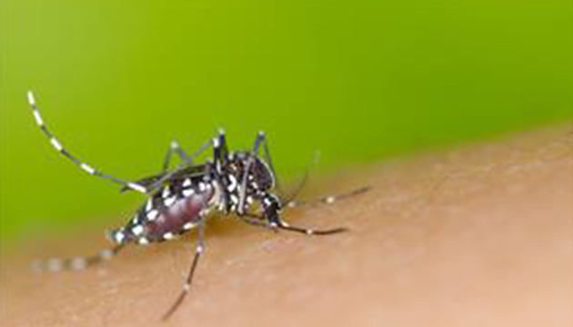 今年首例本土登革熱病例，籲請民眾加強防蚊與環境清潔