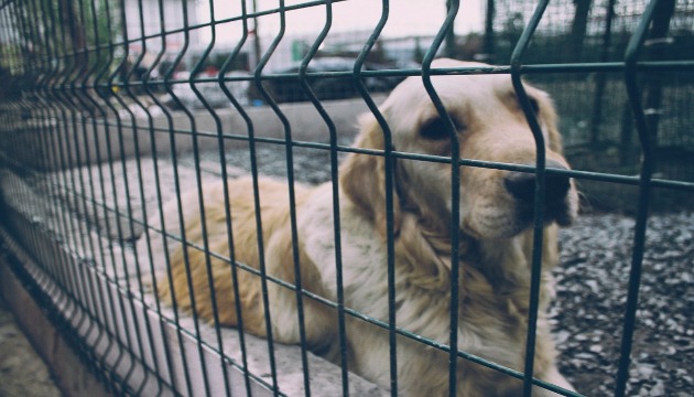 因應棄養繁殖問題 收容所認養犬貓享免費絕育手術 