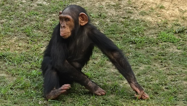 黑猩猩逃脫逛大街　獸醫出馬自動回籠