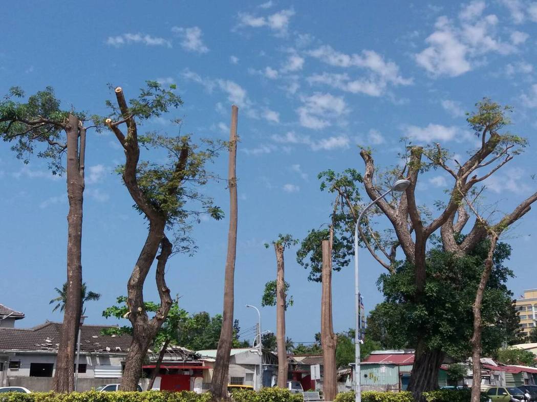 防颱風絞斷電線 黑板樹遭強制砍平 