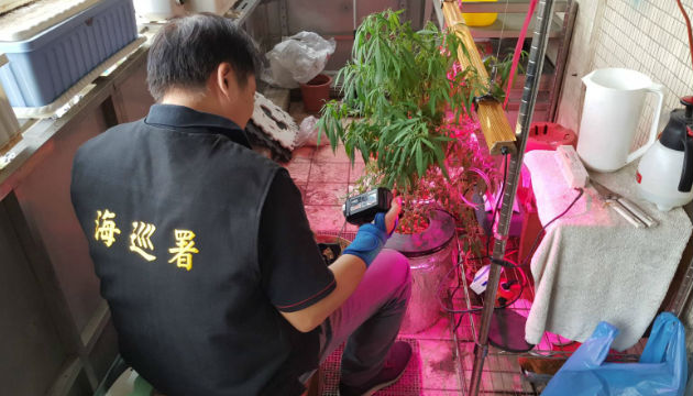 臺北市蛋黄区，巡警查获种植大麻