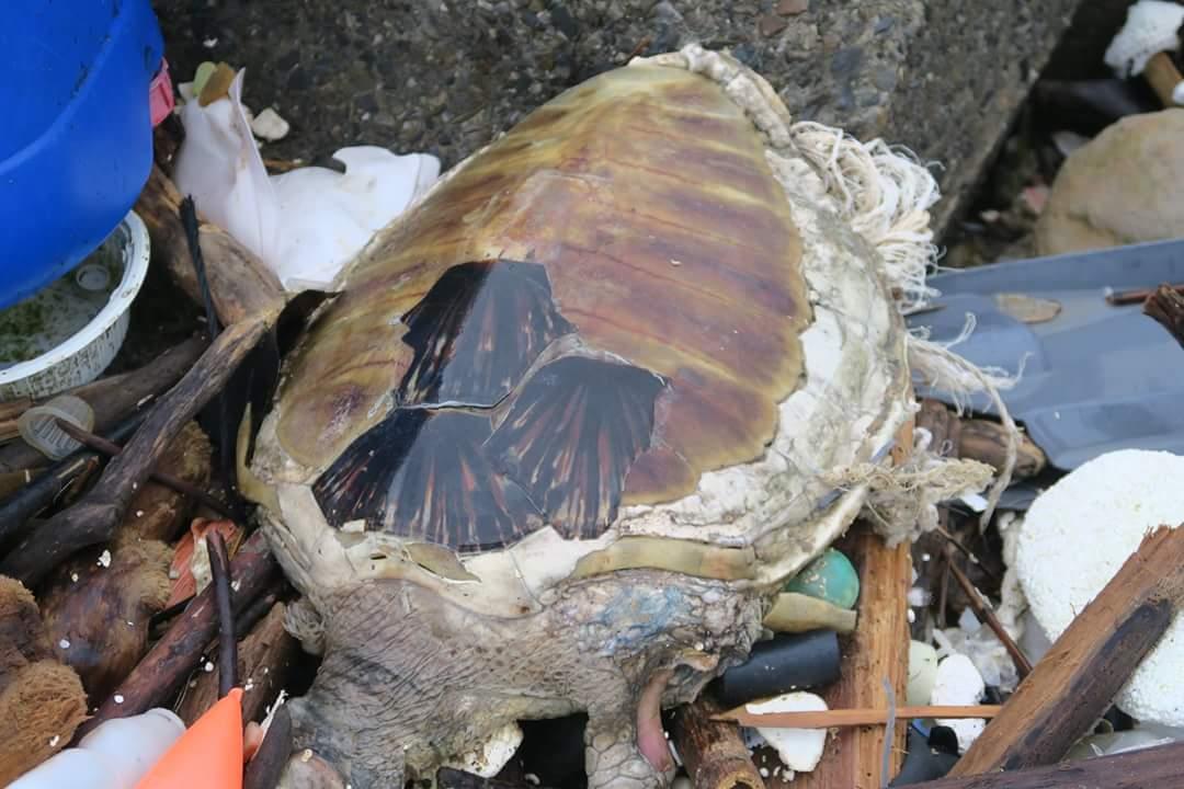 勘查新北瑞芳海灘 見海龜屍體心碎 | 文章內置圖片