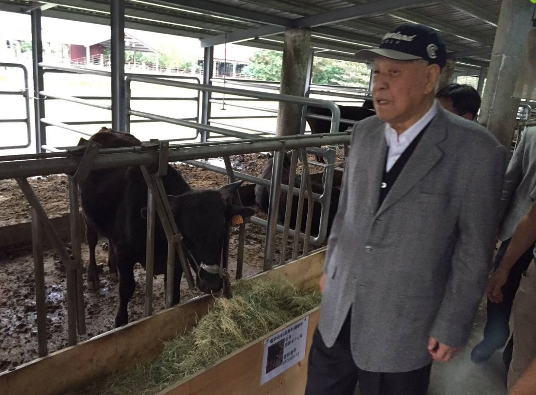 94岁李登辉变畜牧业者 成功復育台湾和牛 | 文章内置图片