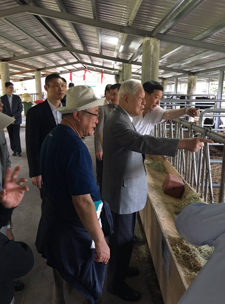94歲李登輝變畜牧業者 成功復育台灣和牛 | 文章內置圖片