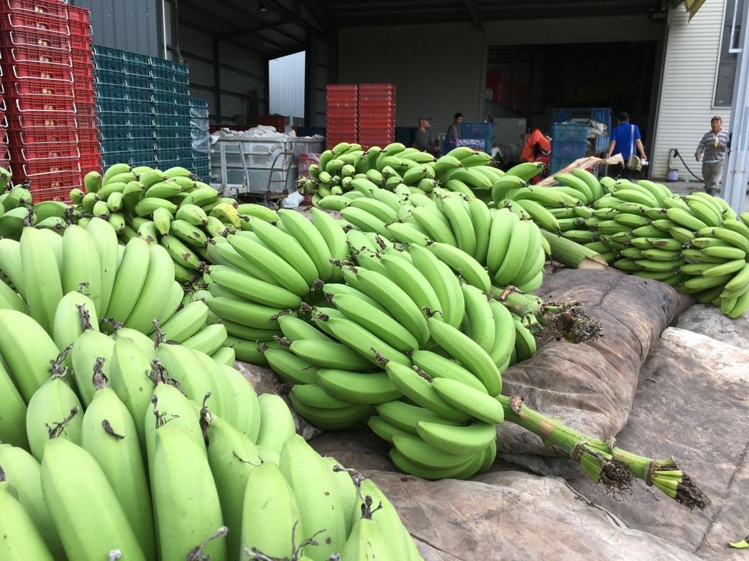 香蕉價格持續回穩 莿桐鄉價格突破20元 | 文章內置圖片
