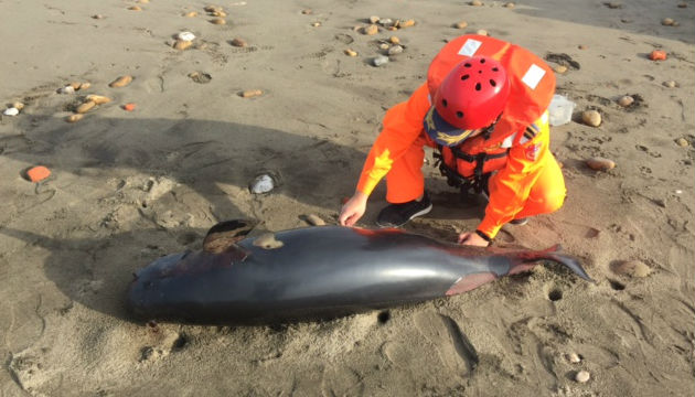 監控海面發現鯨豚擱淺 岸巡人員火速前往協助