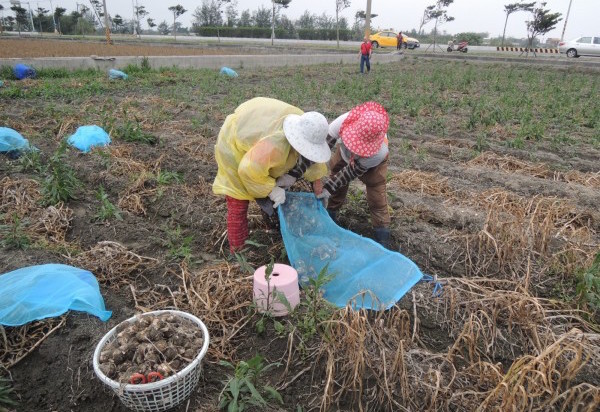 雲林縣護農民權益 籲政府調整蒜頭市場 | 文章內置圖片