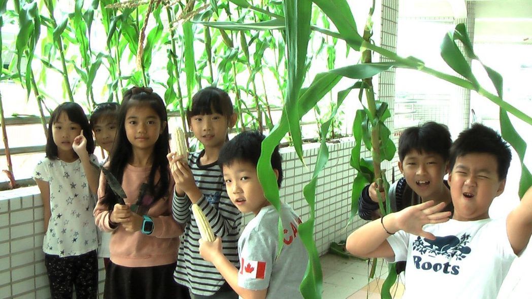 國小教室走廊栽種玉米 學童開心享用濃湯