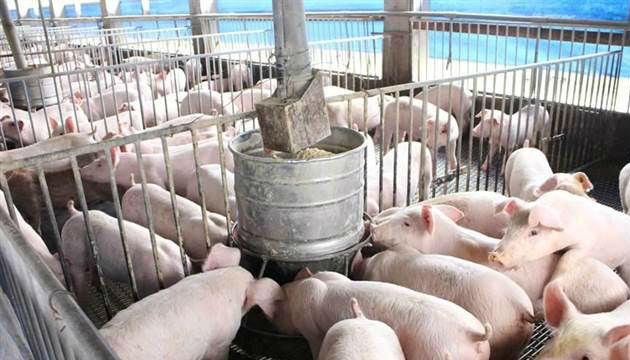 農委會說明近期毛豬價格走緩為正常現象 | 文章內置圖片