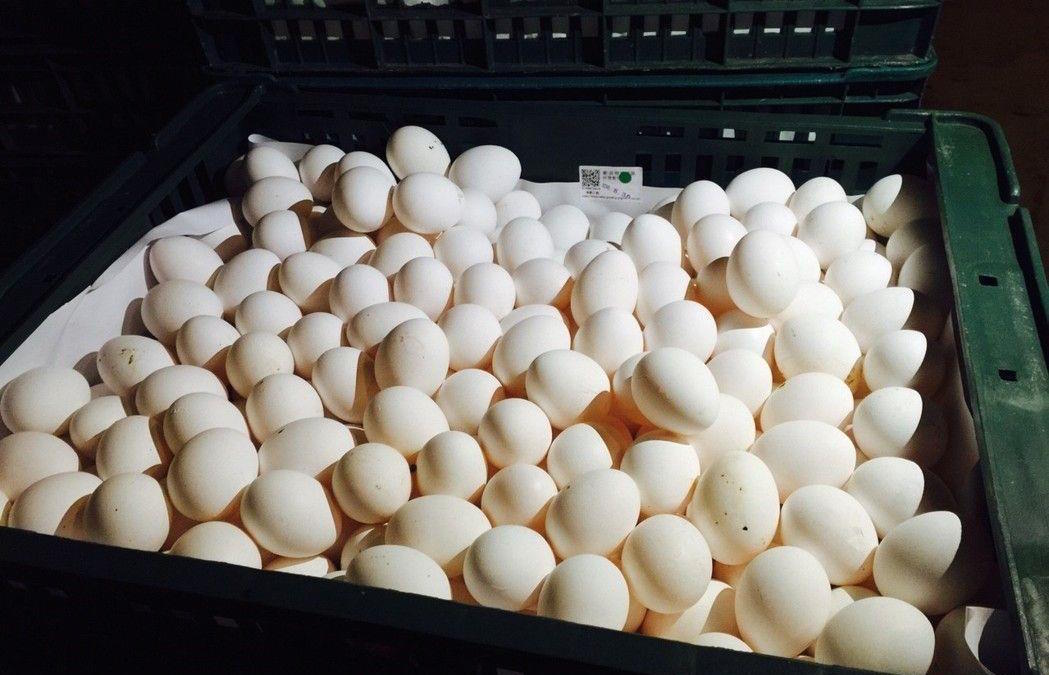 雞蛋生產超量價格低 民眾可多買多吃
