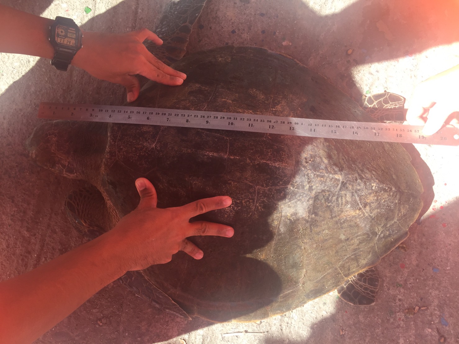 沙灘發現綠蠵龜，海巡協助倡保育 | 文章內置圖片