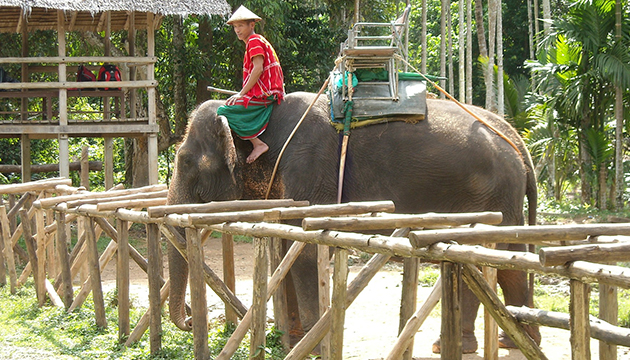 泰國大象發狂的背後 是需要改變的遊客