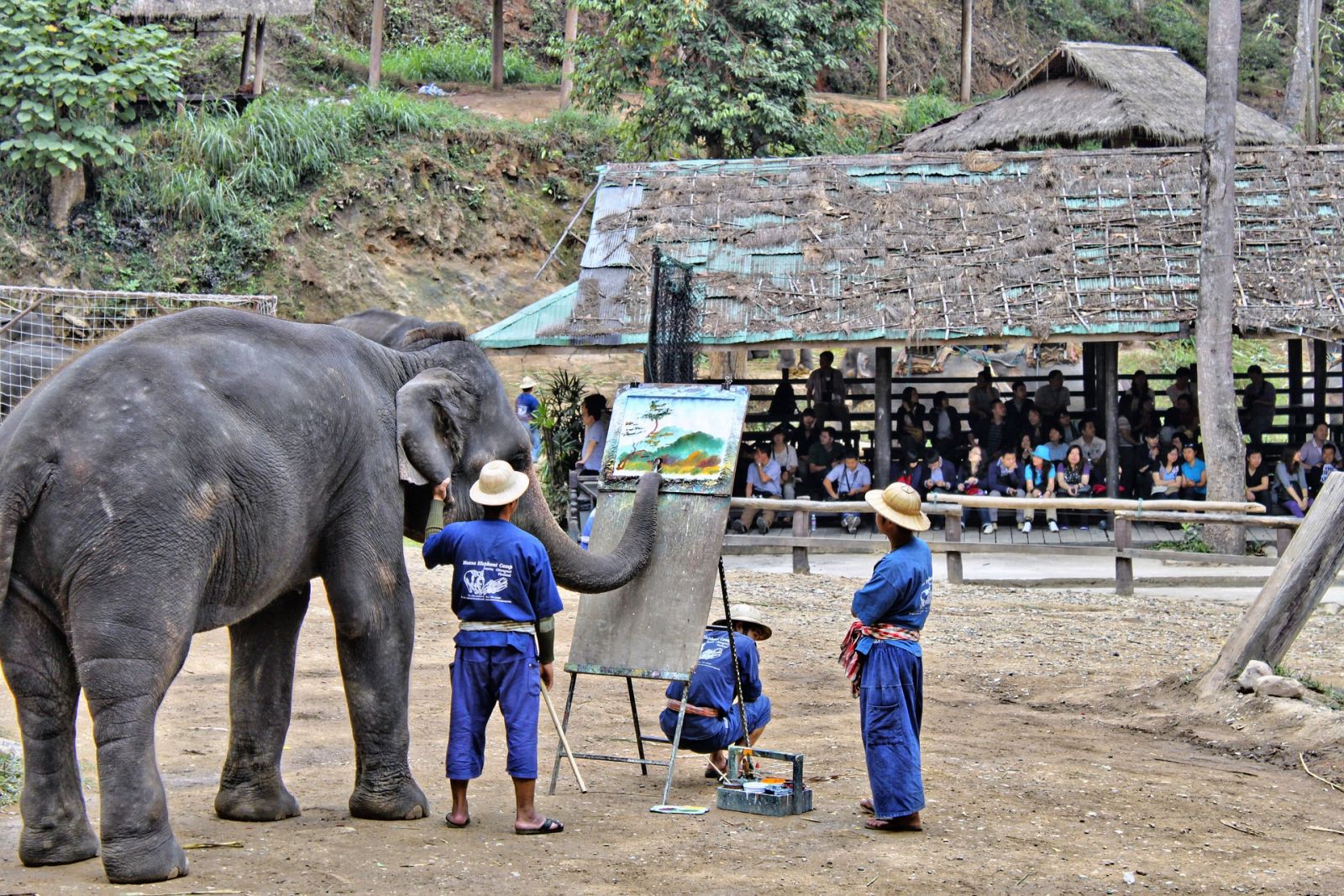 泰国大象发狂的背后 是需要改变的游客 | 文章内置图片