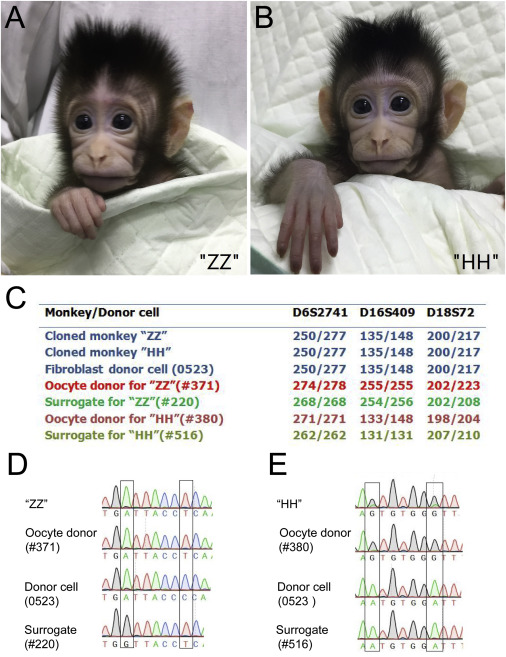 【影】超萌複製猴誕生! 科學家:有望診治失智等腦疾病 | 文章內置圖片