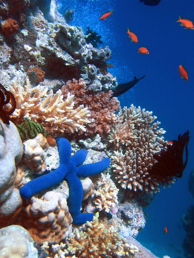 為大堡礁站出來! 美研究:塑膠提高他們生病的機率 | 文章內置圖片