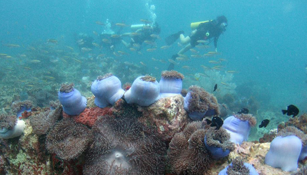 為大堡礁站出來! 美研究:塑膠提高他們生病的機率 | 文章內置圖片