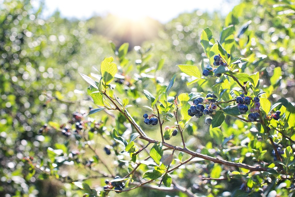 好市多智利藍莓農藥超標6倍！  所幸尚未上市 | 文章內置圖片